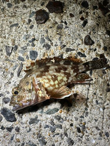 アラカブの釣果