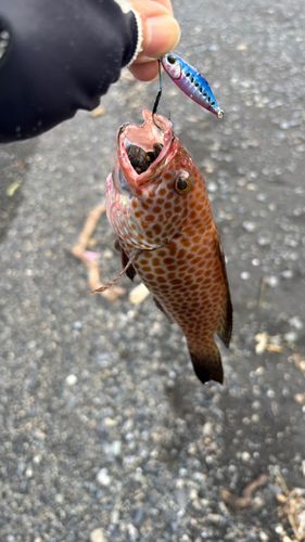 オオモンハタの釣果