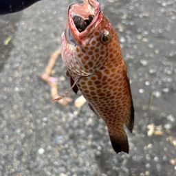 オオモンハタ