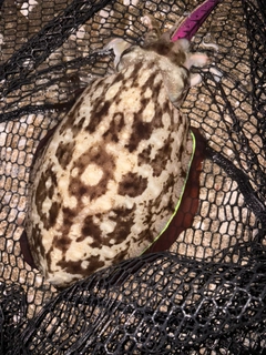 コウイカの釣果