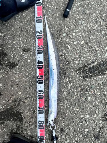 タチウオの釣果