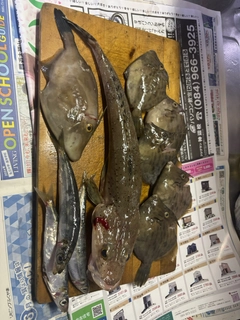 カワハギの釣果