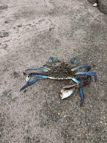 タイワンガザミの釣果