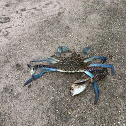 タイワンガザミ