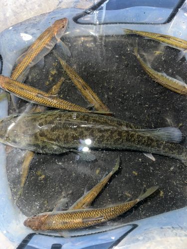 オイカワの釣果