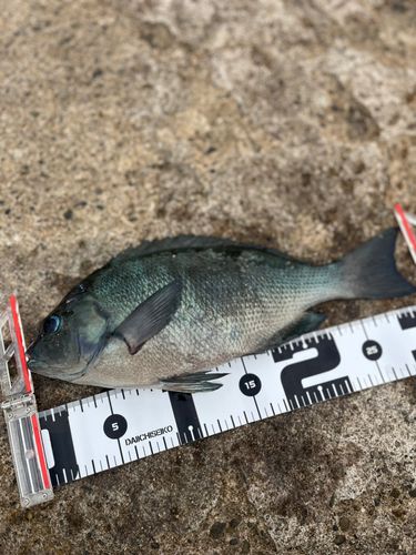 メジナの釣果