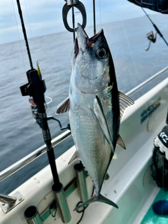 コシナガマグロの釣果