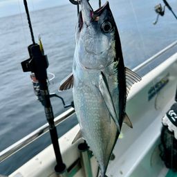 コシナガマグロ