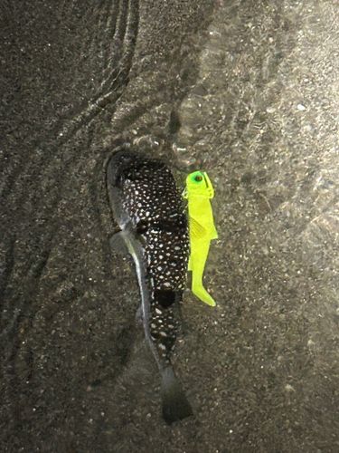 フグの釣果