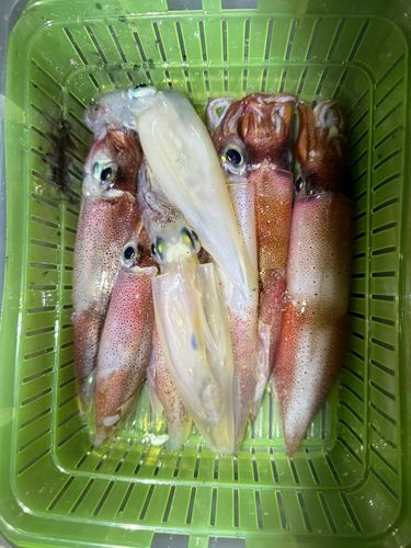 ヤリイカの釣果