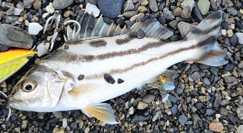 コトヒキの釣果