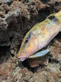 オジサンの釣果