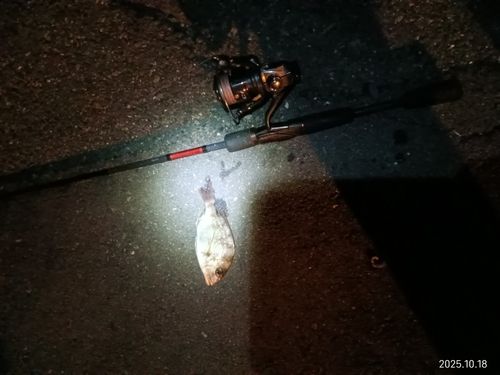 釣果