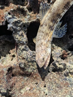 エソの釣果