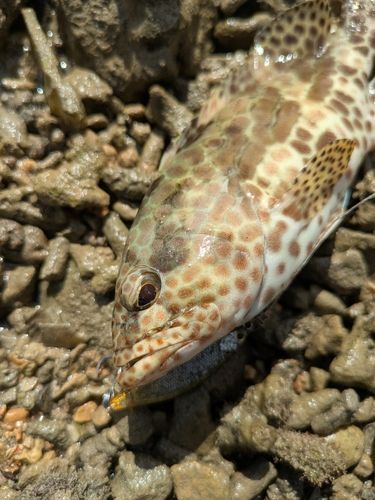 イシミーバイの釣果