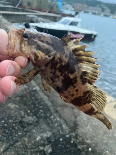 タケノコメバルの釣果