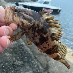 タケノコメバル