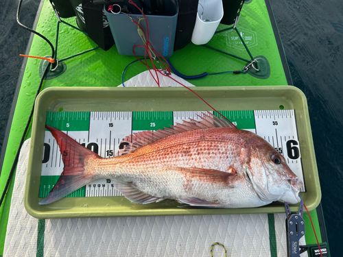マダイの釣果