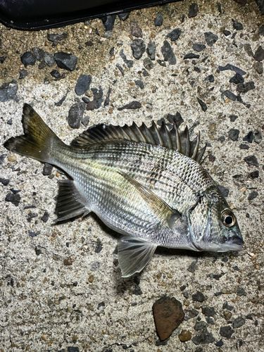 メイタの釣果