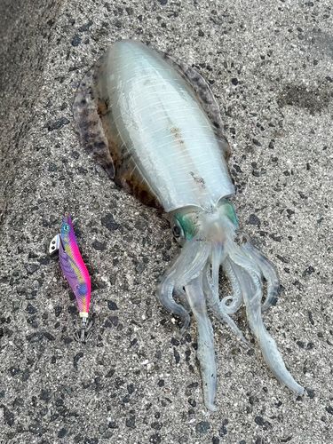 アオリイカの釣果