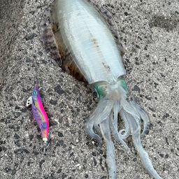 アオリイカ