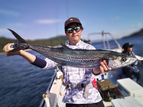 サワラの釣果