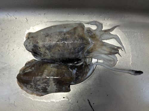 コウイカの釣果