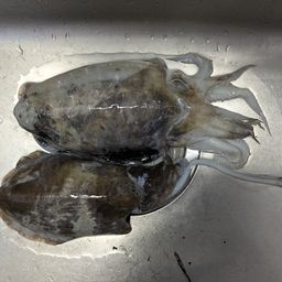 コウイカ