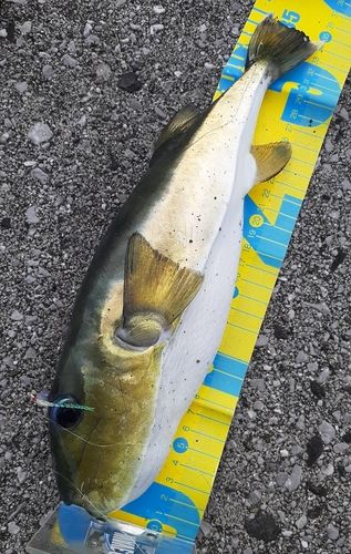 シロサバフグの釣果