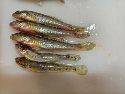 ハゼの釣果
