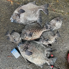 イシガキダイの釣果
