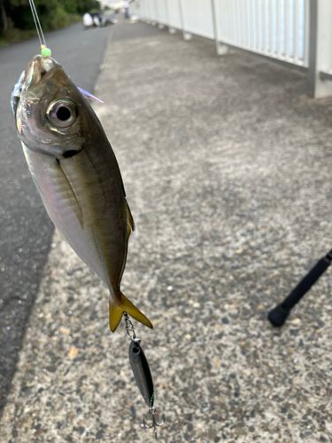 マアジの釣果