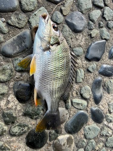 キビレの釣果