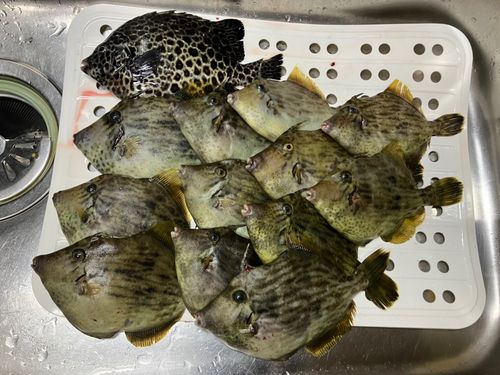 カワハギの釣果