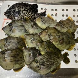 カワハギ