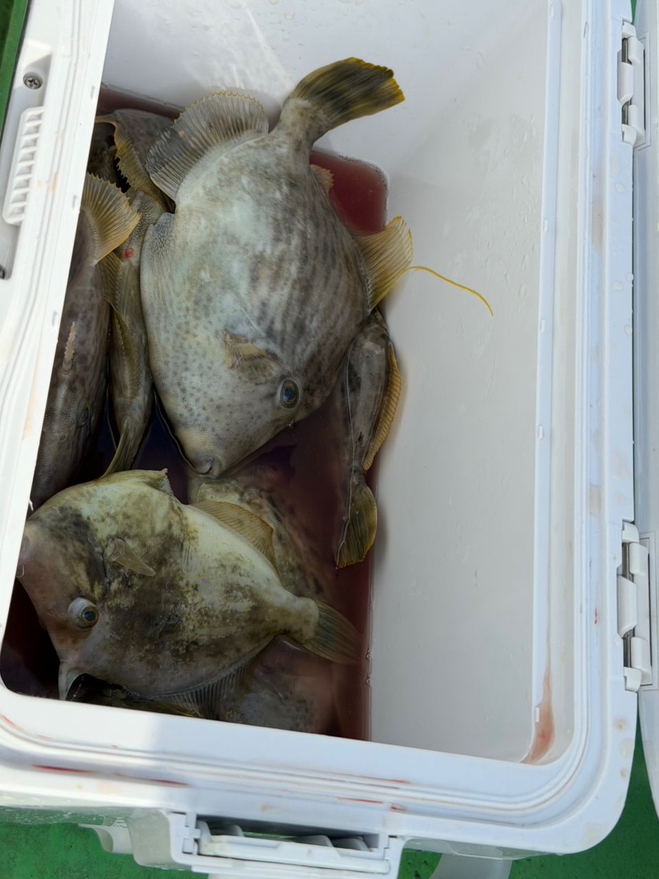 野宿さんの釣果 2枚目の画像