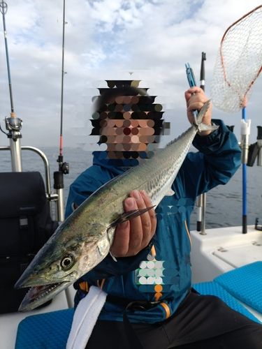 サワラの釣果