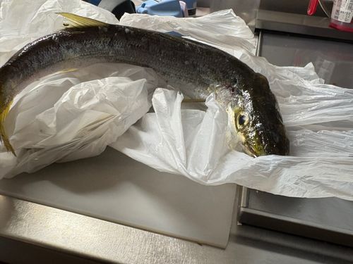 カマスの釣果