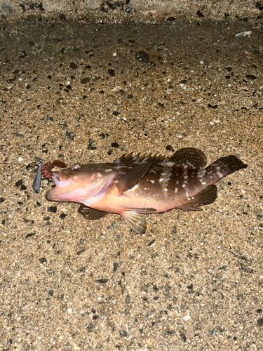 アコウの釣果