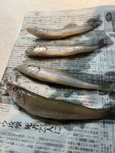 キスの釣果