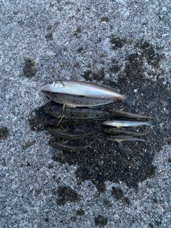キスの釣果