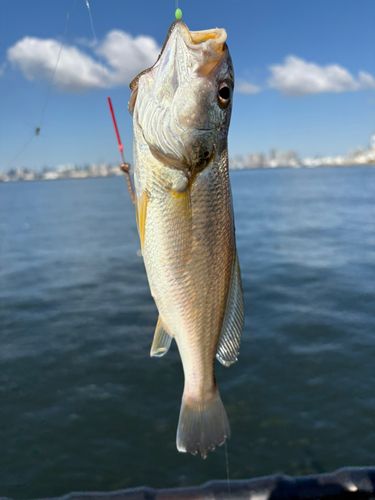 イシモチの釣果