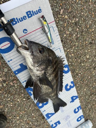 クロダイの釣果