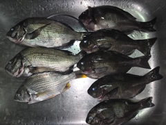 クロダイの釣果