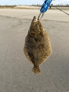 ソゲの釣果