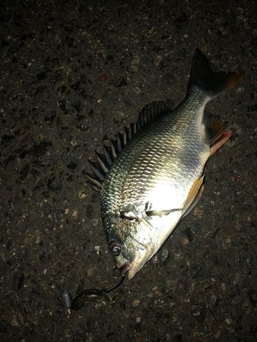 キビレの釣果
