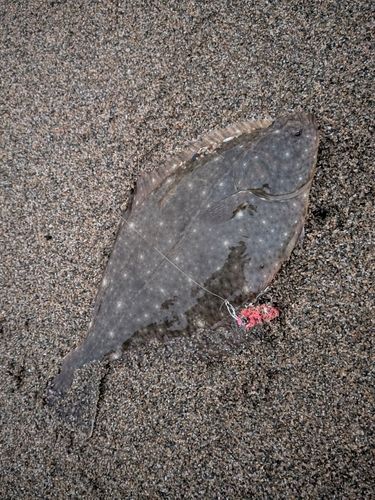 カレイの釣果