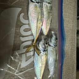 アジ
