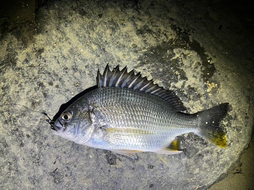 多摩川下流