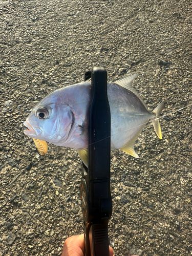 メッキの釣果